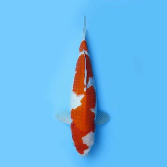 KOHAKU INAZUMA PATTERN F1