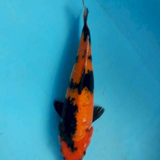 Hi utsuri 31cm
