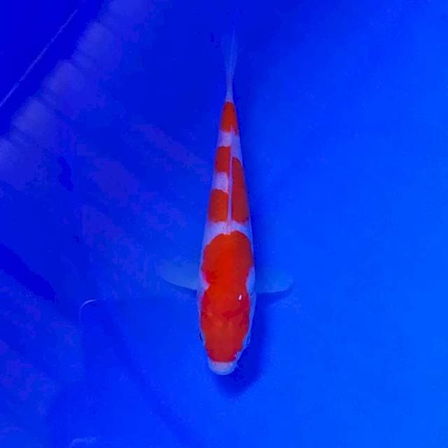 kohaku sisik original 20bu show quality