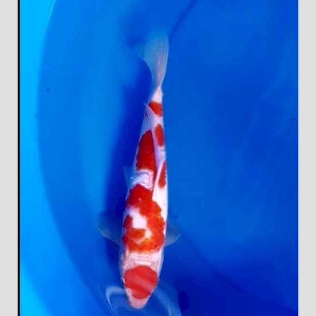 kohaku kating basah (bisa rawat sampe ori,fee rawat 200)