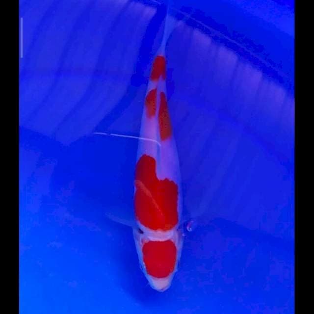 kohaku sisik calon torpedo bulky