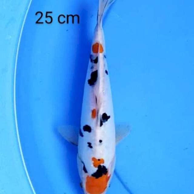 Tancho sanke doit 25 cm