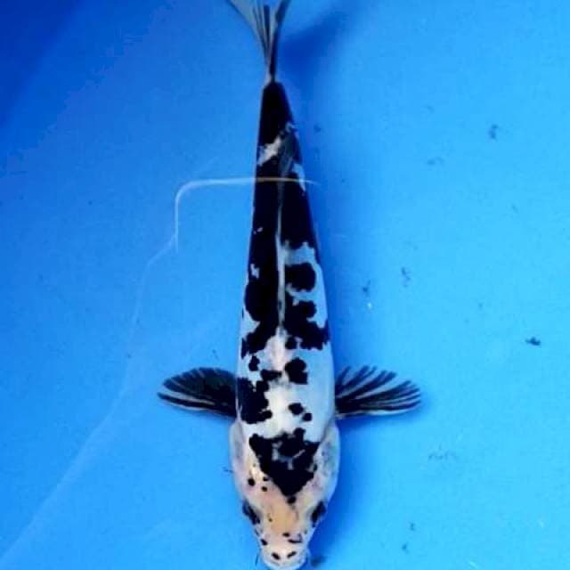 Bekko doitsu 20 cm