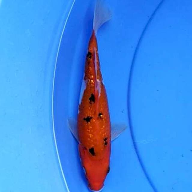 Sanke Ginrin 22 cm