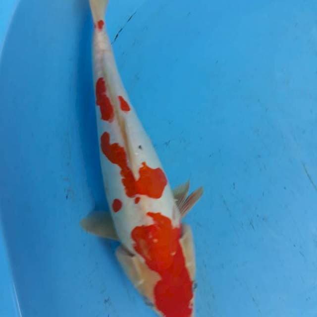 Gotensakura doitsu 32cm