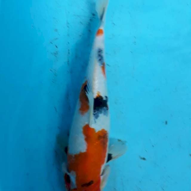 Kindai sowa 31cm