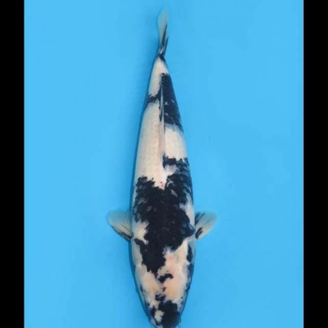 Jumbo Shiro - 45cm Female 