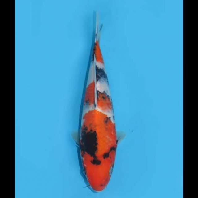 Showa Bulky - 26cm Male 
