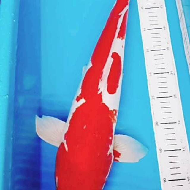 Kohaku doit jumbo 56cm.m