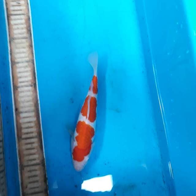 Kohaku sirip kecil sebelah