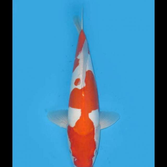 Kohaku Doitsu Murni Jumbo - 40cm Female