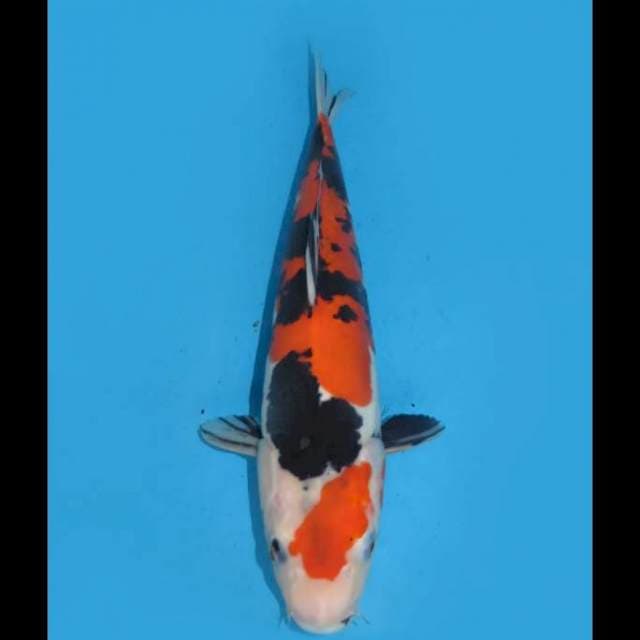 Showa Doitsu Murni - 38cm Female
