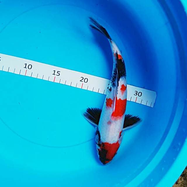 Kin showa 28cm
