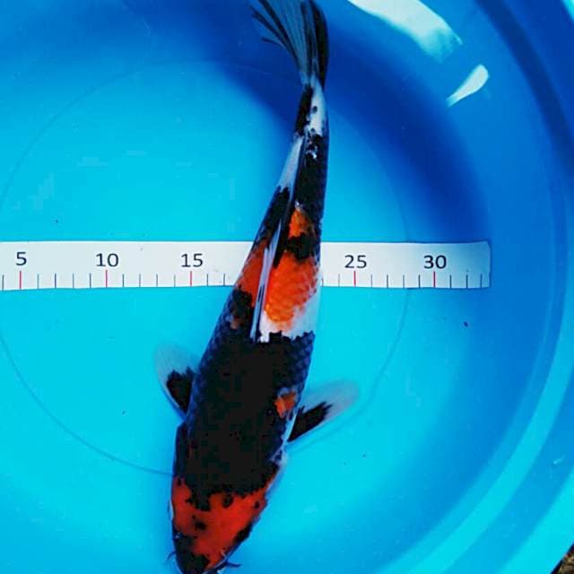 Good showa 36cm