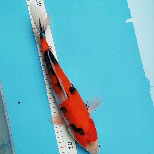 Showa strong 31cm