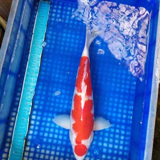 Maruten kohaku 