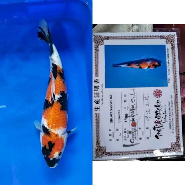 Showa import isa