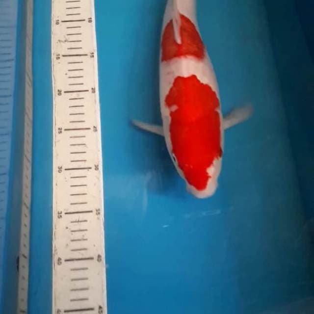 KOHAKU 40 CM