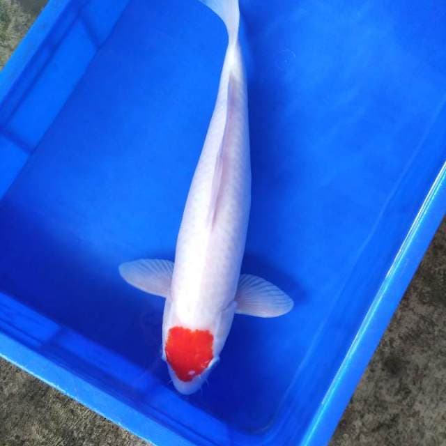 Jumbo premium 48cm