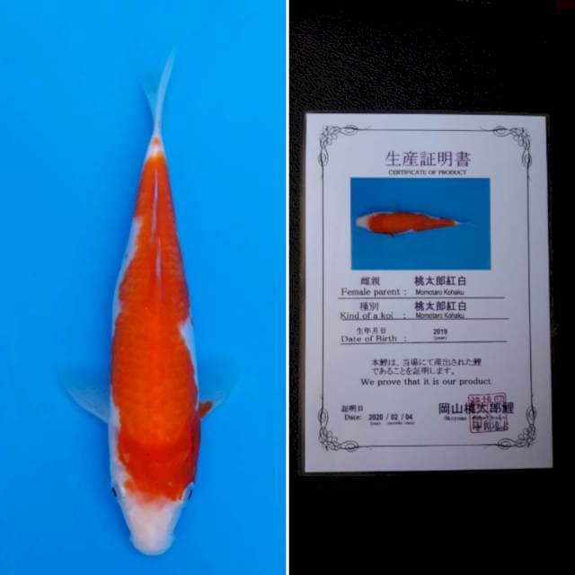 Momotaro kohaku 23cm sertifikat
