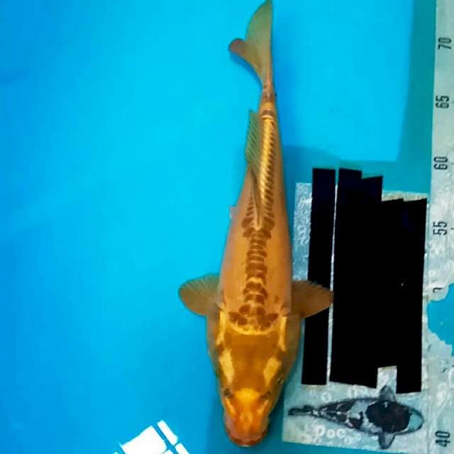 KIN MATSUBA 33CM