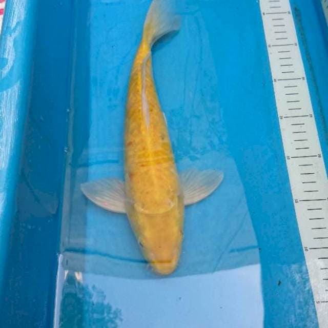 Karashi aragoke mata merah 33cm