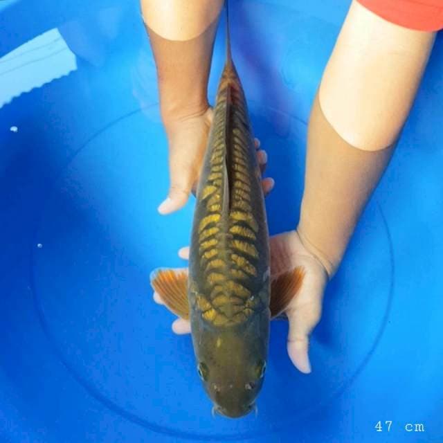 Cagoi aragoke ginrin 47 cm