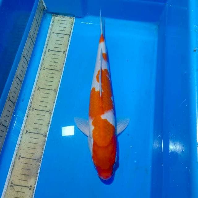Kohaku