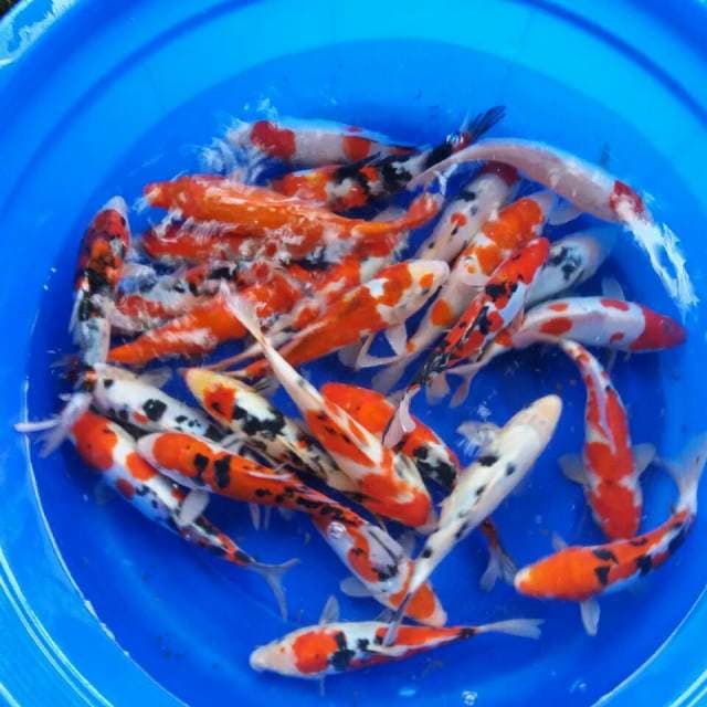 Mix campur 25 ekor jos