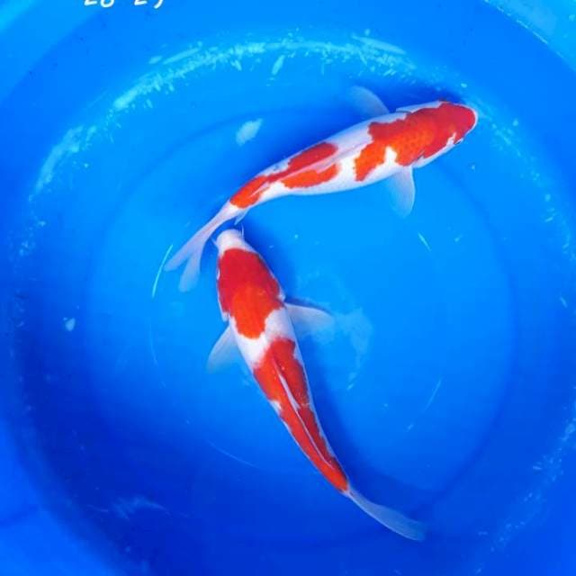 Duo Racun