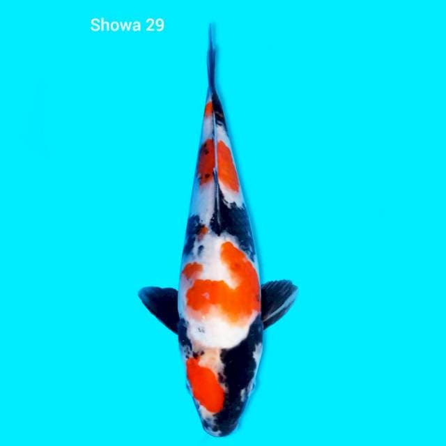 Kindai showa 29