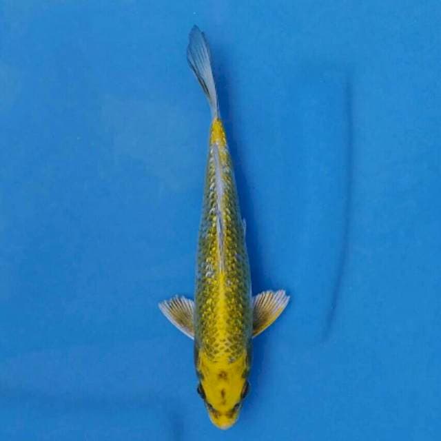 Okawa Hariwake Ginrin