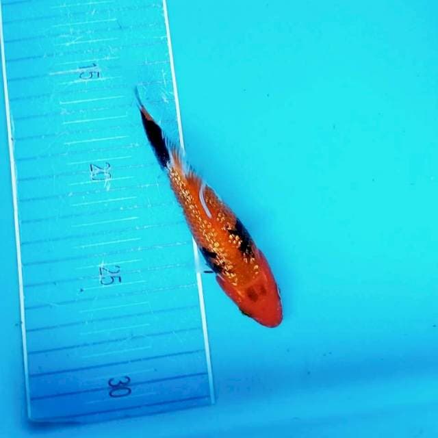 Sabuki gindrin Y4