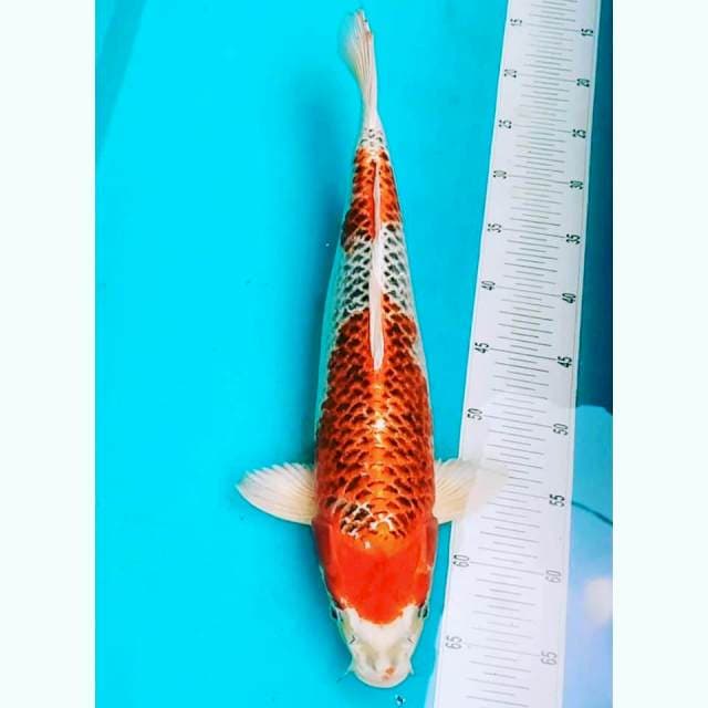 Jumbo kujaku step ori