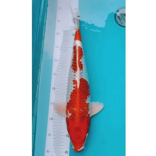 Jumbo Red kujaku