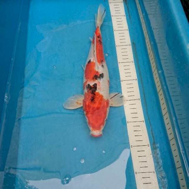 Yamato Nishiki 33cm