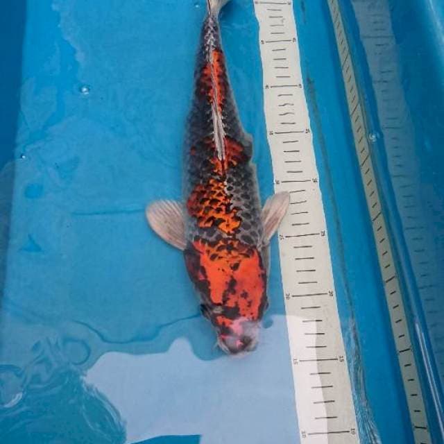 Beni Ginga 35cm