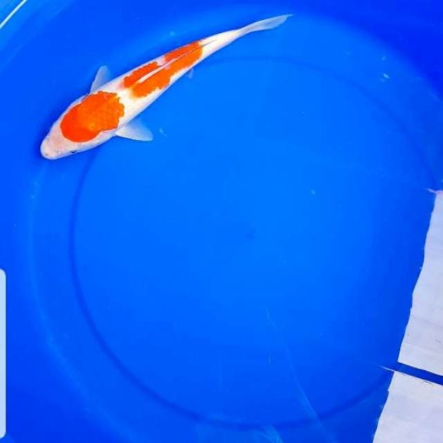 Kohaku 25cm