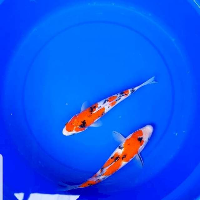 Sanke 23,25 cm