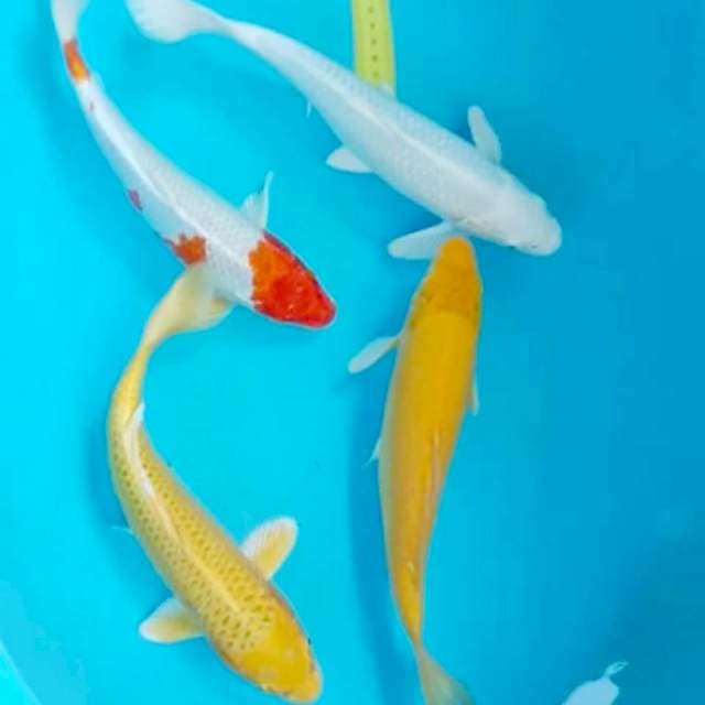 Mix 30 -32cm 4 ekor