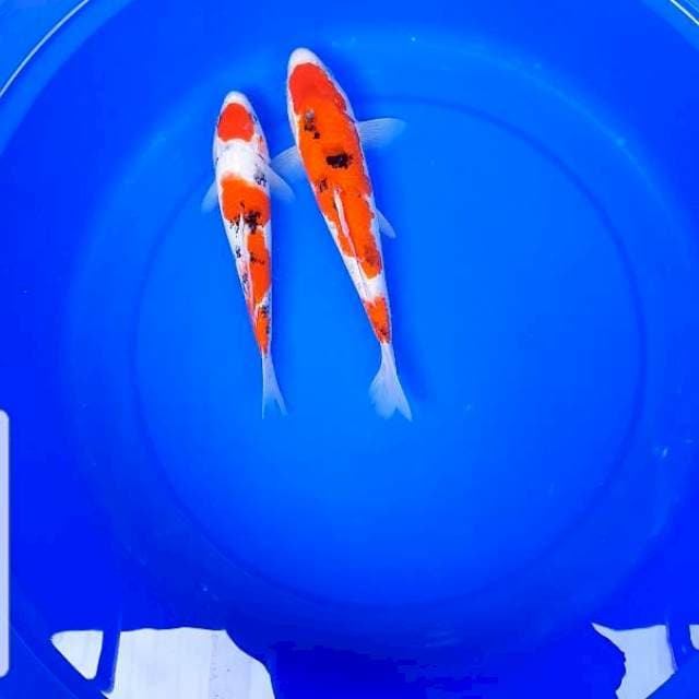 Sanke 21,25 cm