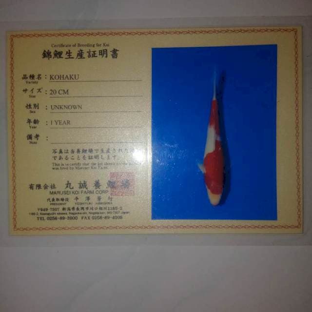 Koi import marusai 30 cm bu