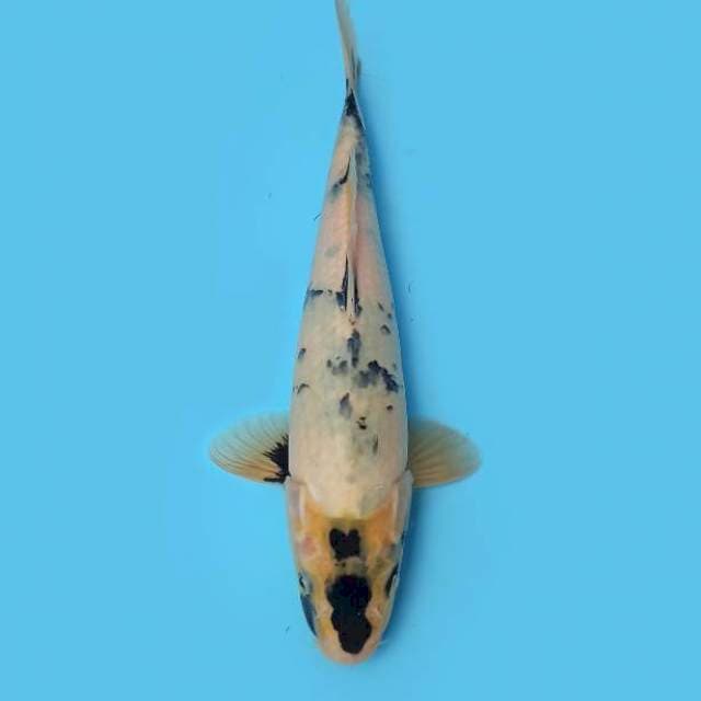Shiro 33cm