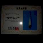 Tancho kohaku bulky import size 35 cm