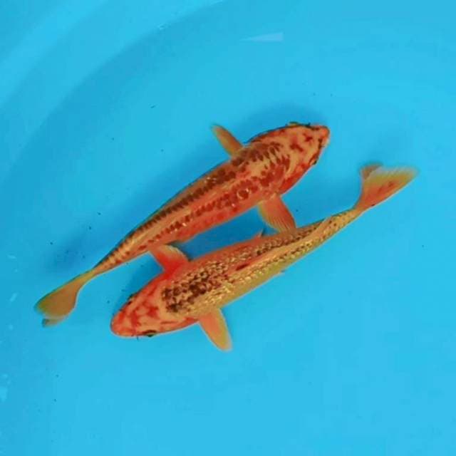 Duo mantap