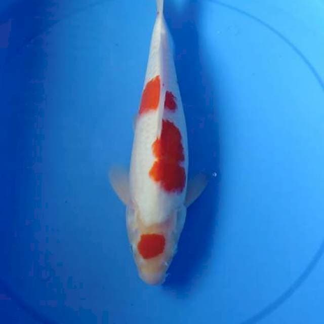 Maroten kohaku