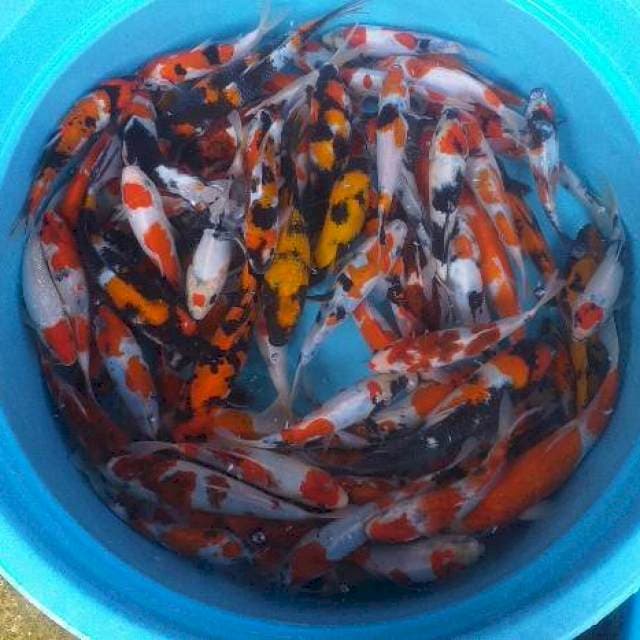 Mix showa shiro ghoromo 85 ekor pasar padang 