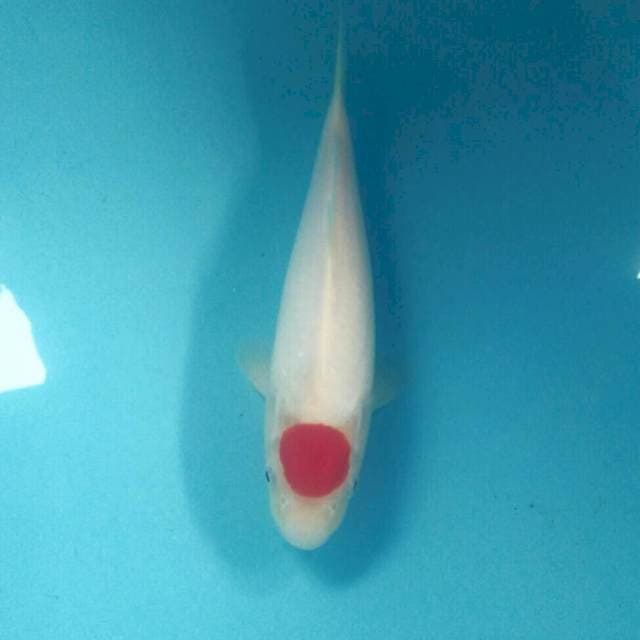Tancho Kohaku, male 28 cm