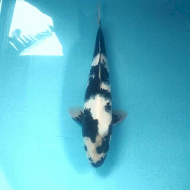 Shiro, 31 cm