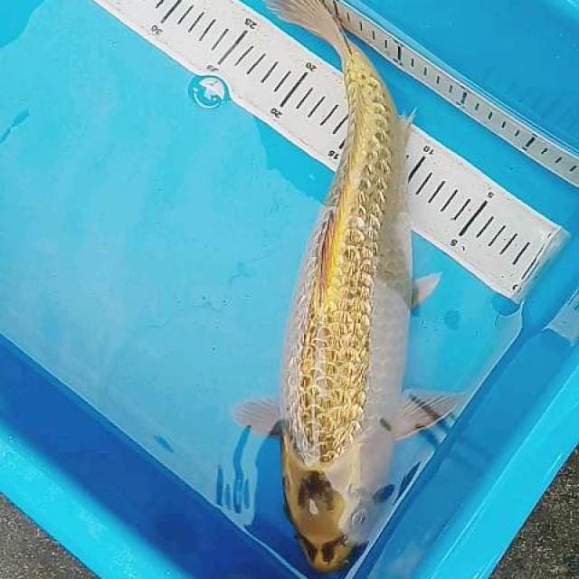 Bulki ginrin 41 cm